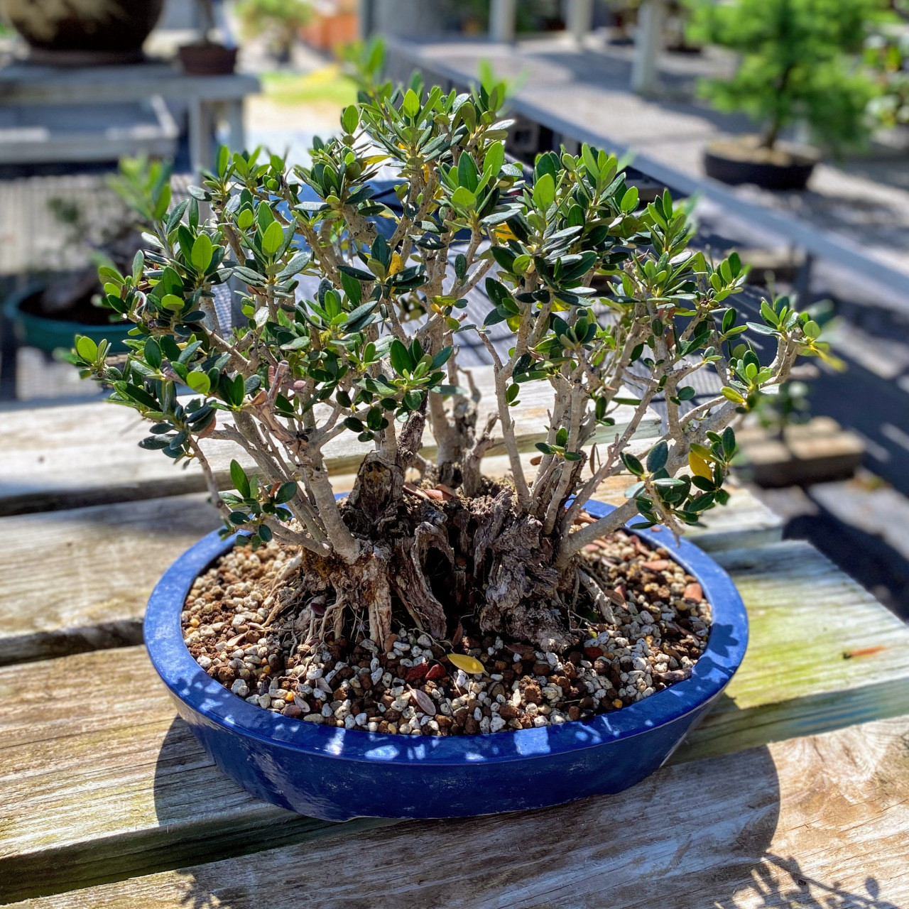 Old Olive Bonsai Tree I Bonsai Outlet | WEB3809
