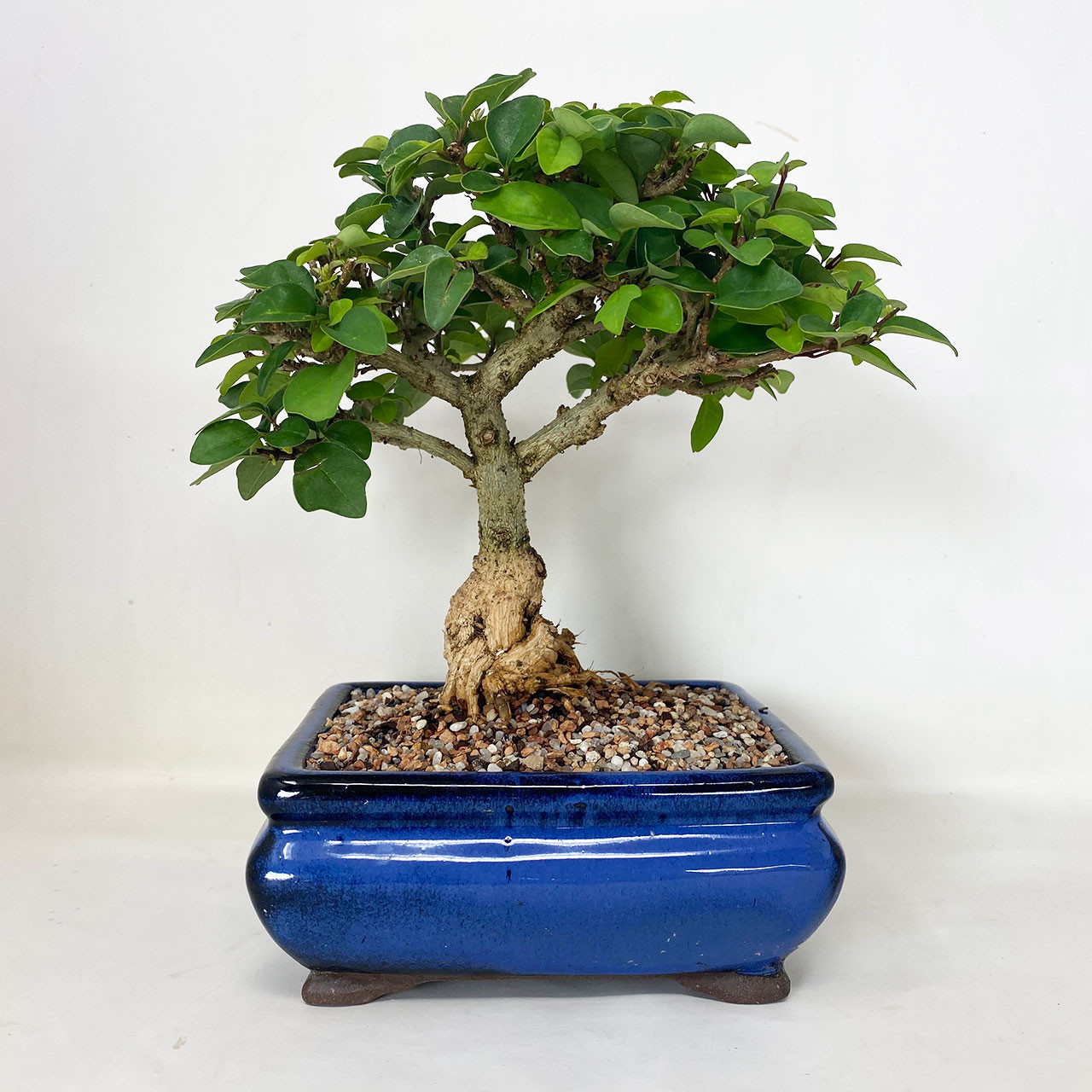 Parrot S Beak Bonsai Tree Bonsai Outlet Tweb703