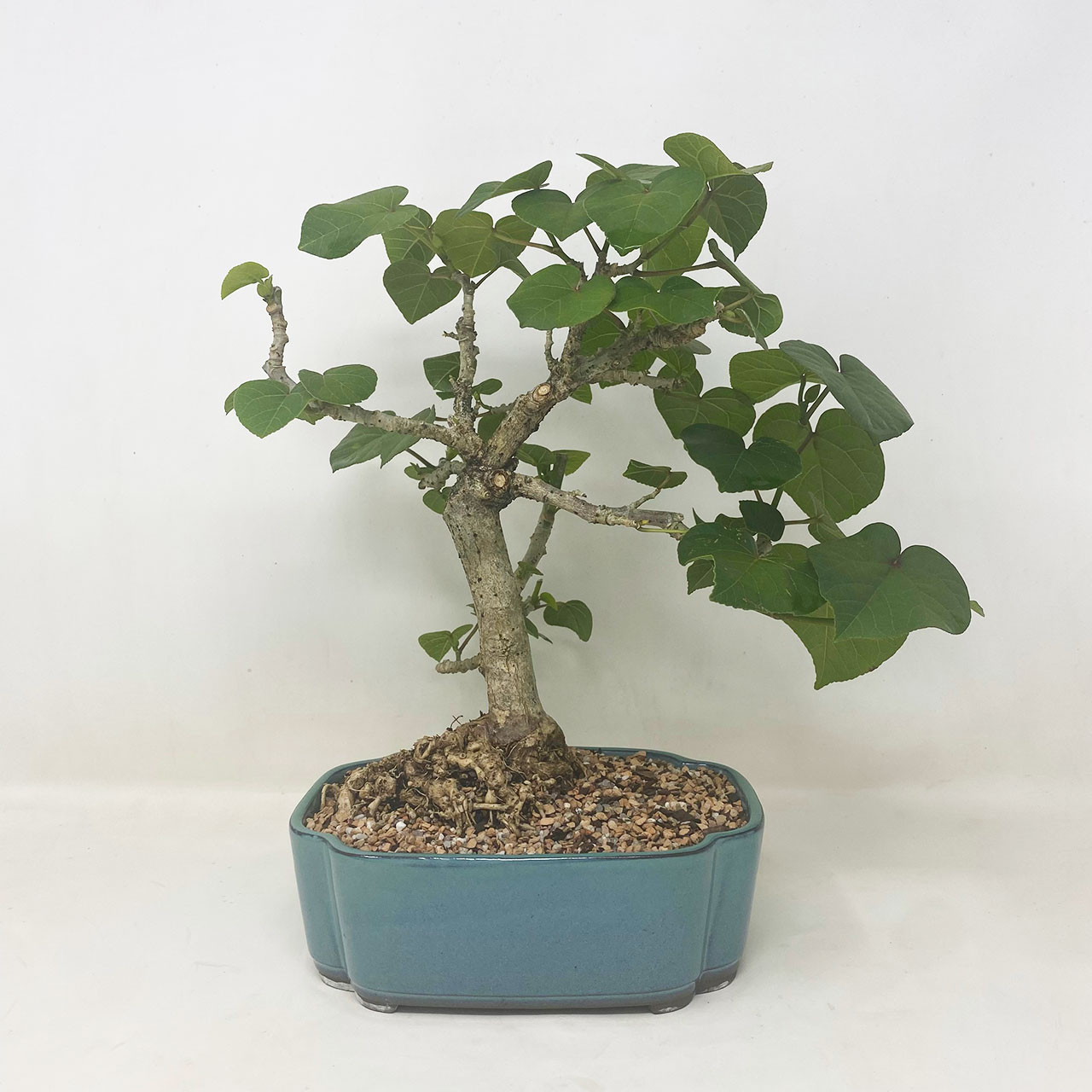 Flowering Sea Hibiscus Bonsai Tree Bonsai Outlet Tweb737