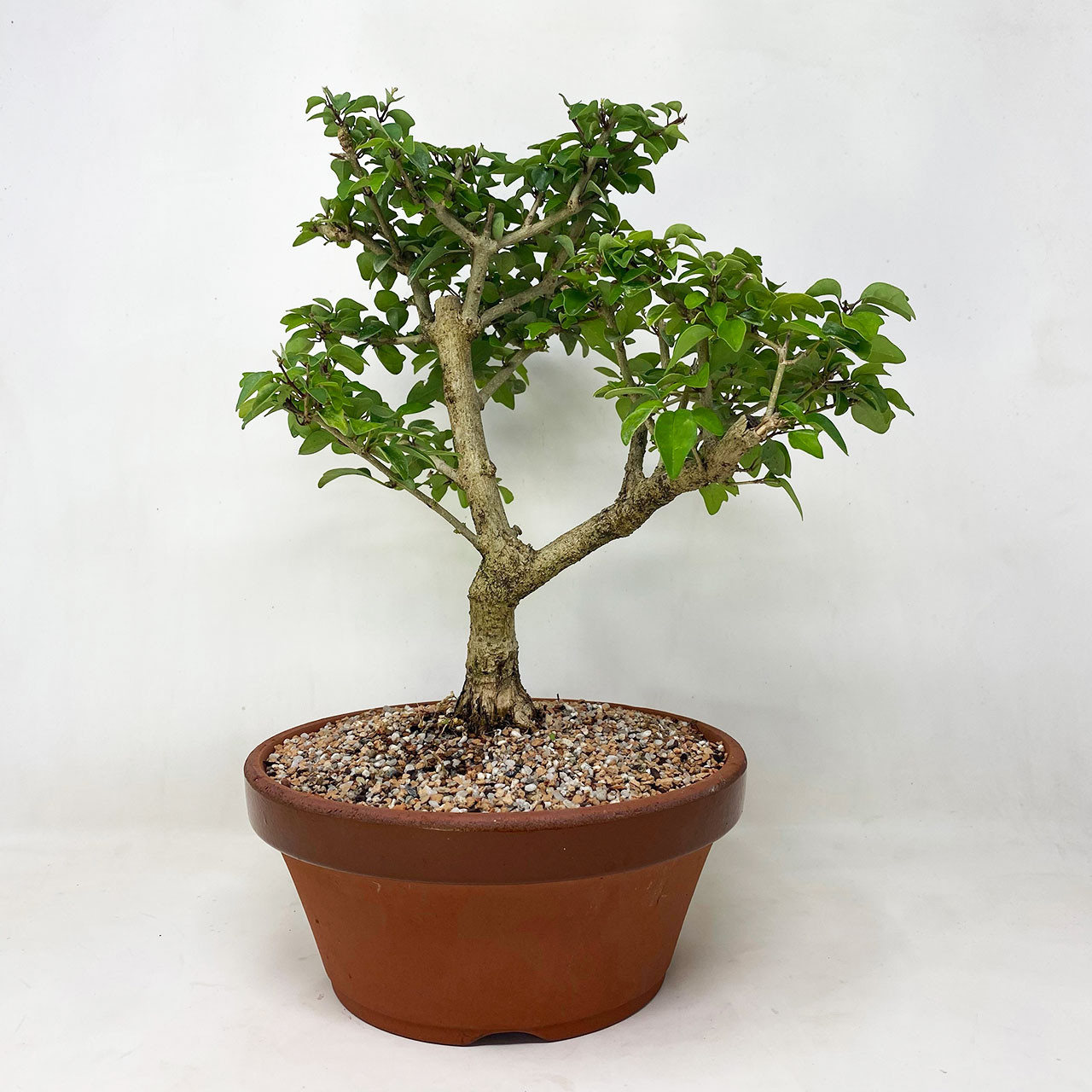Parrot S Beak Bonsai Tree Bonsai Outlet Tweb751