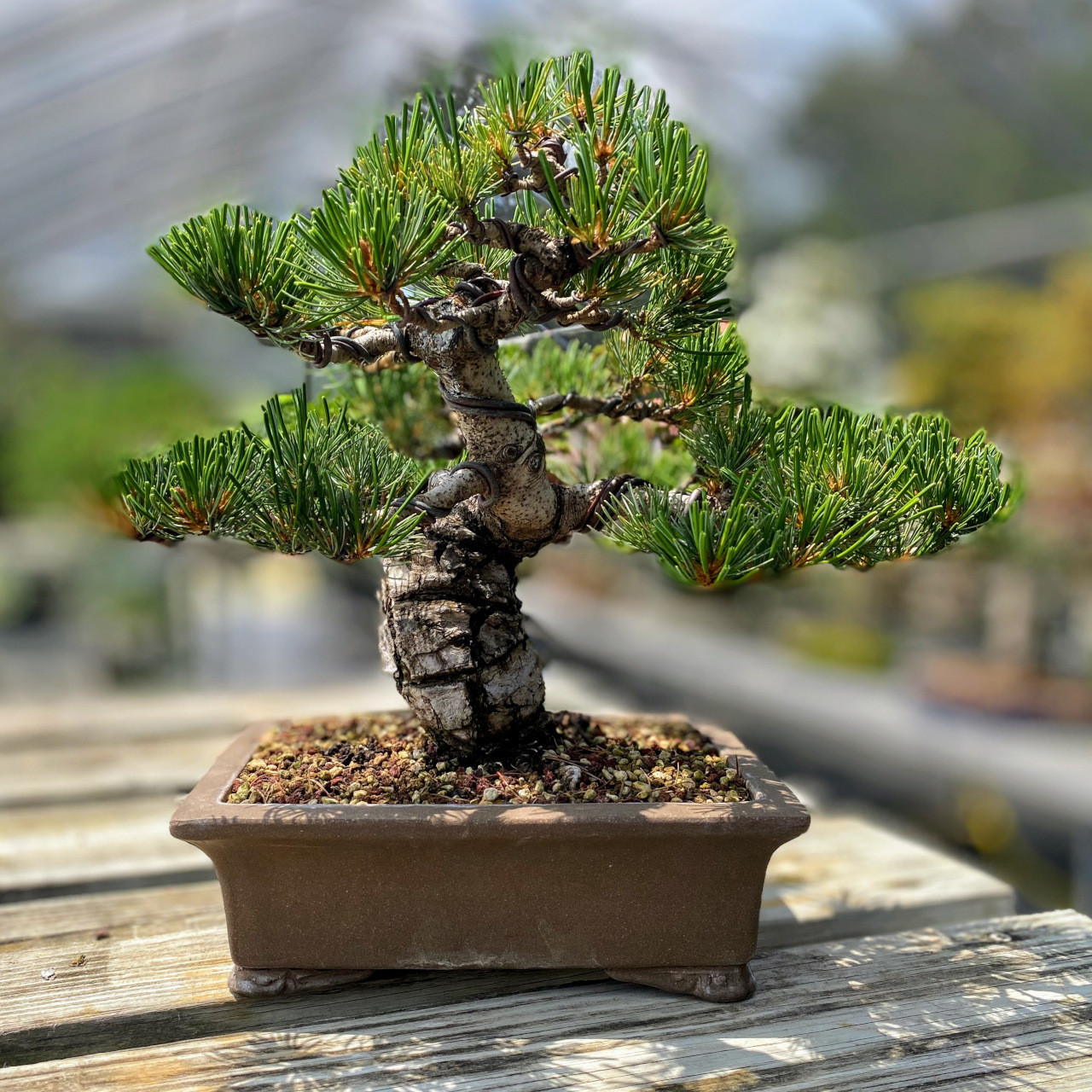 BECOME TREE ビカムツリー チェーンサスペンダー ブラック×ゴールド BECOME TREE ビカムツリー チェーンサスペンダー ブラック