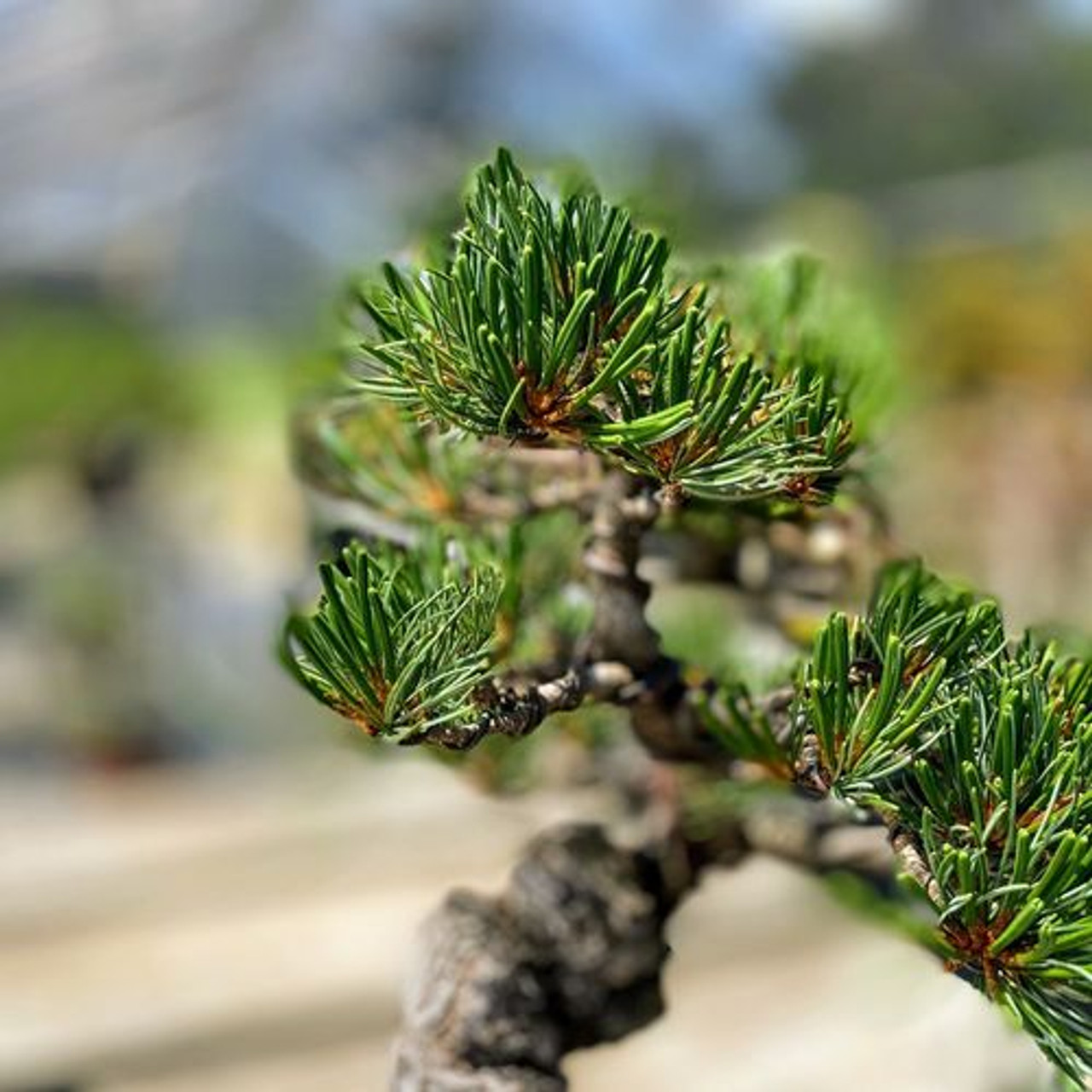 pine 5個 Imported Japanese
