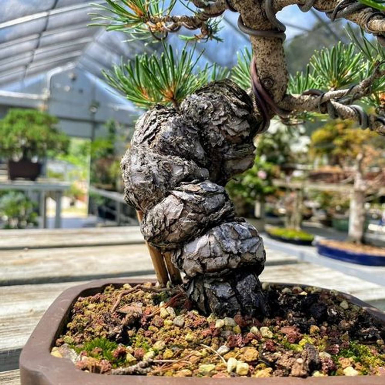 pine 5個 Imported Japanese