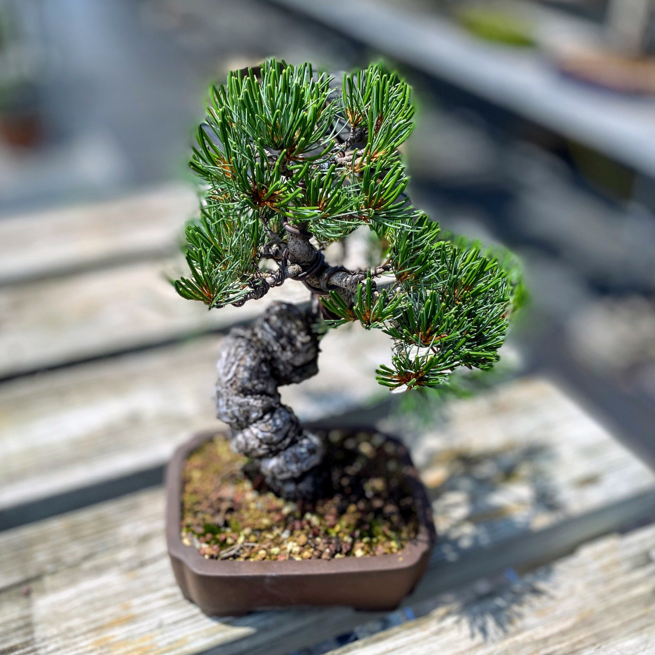五葉松　Japanese White Pine Japanese White Pine Bonsai Tree | Bonsai Outlet