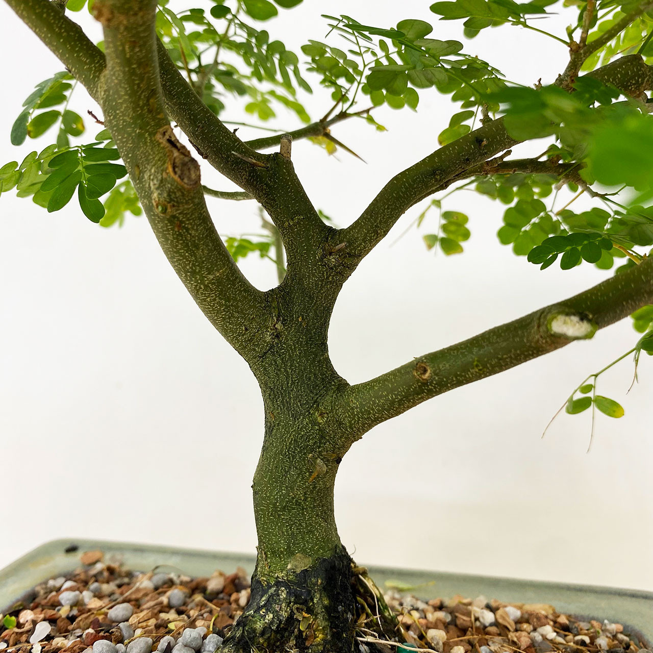 盆栽 brazil Brazilian Rain Tree – One of a Kind Pre-Bonsai – Wigert's Bonsai