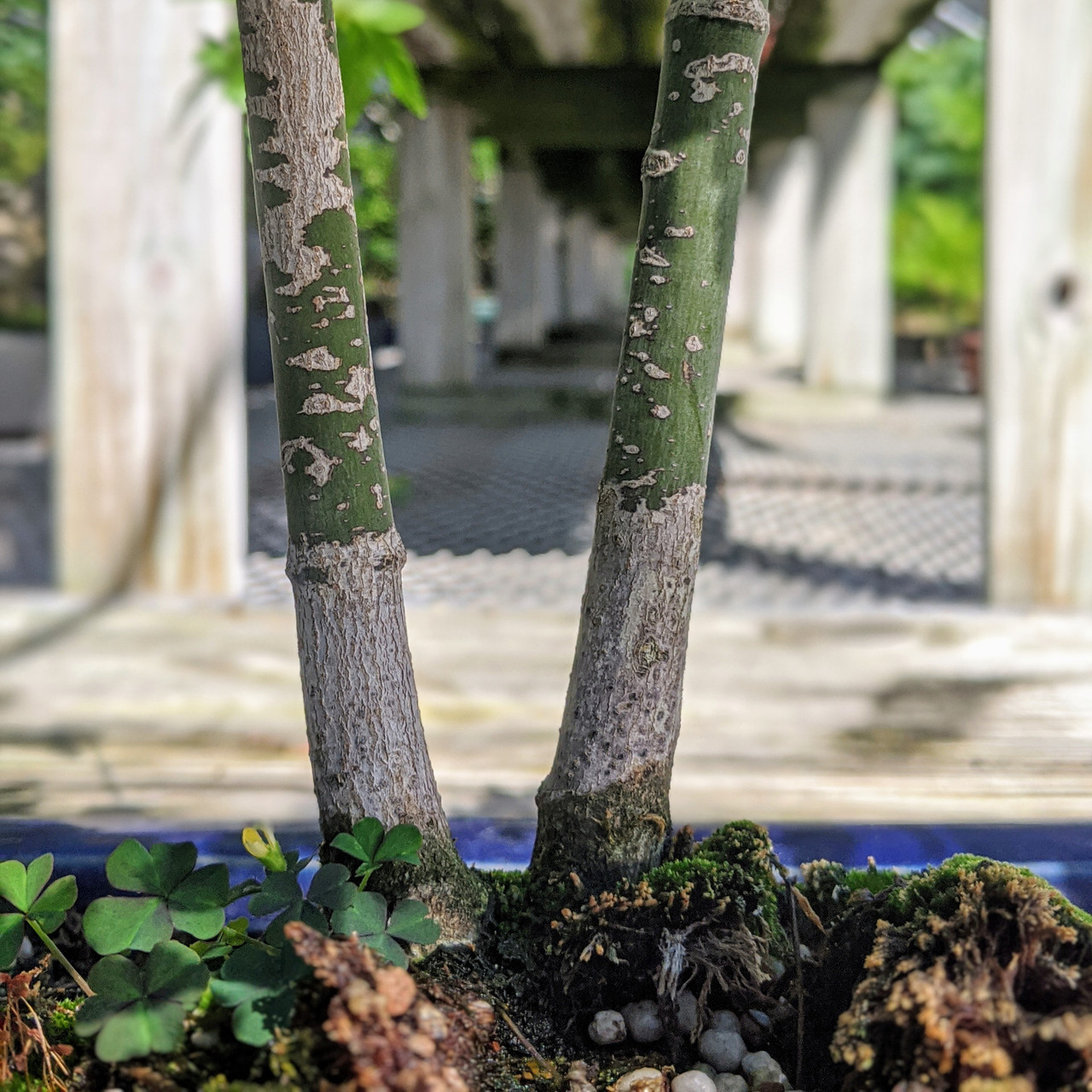 Japanese Maple Bonsai Tree | Bonsai Outlet | WEB1655