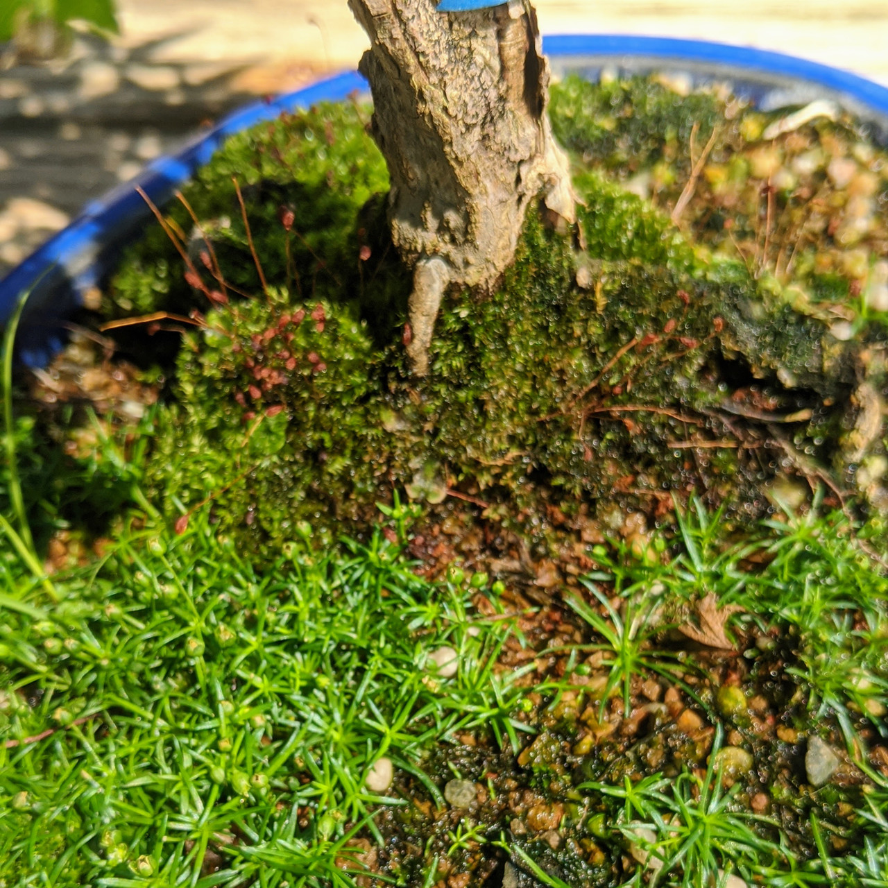 Japanese Maple Bonsai Tree | Bonsai Outlet | WEB1642