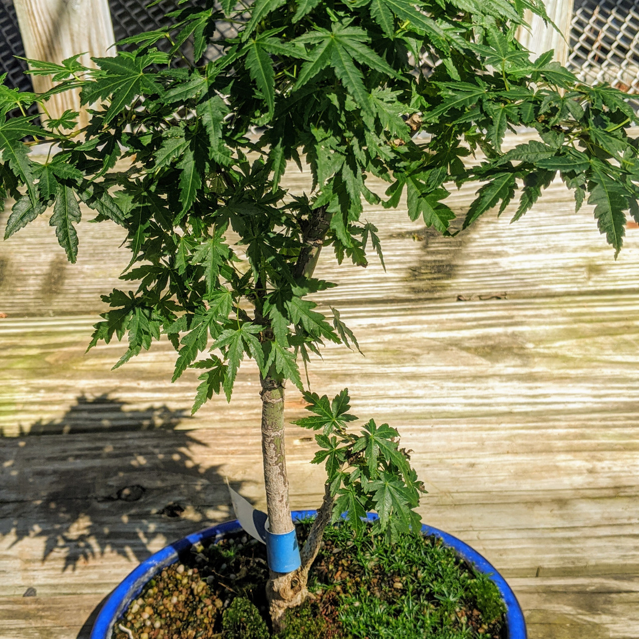 Japanese Maple Bonsai Tree | Bonsai Outlet | WEB1642