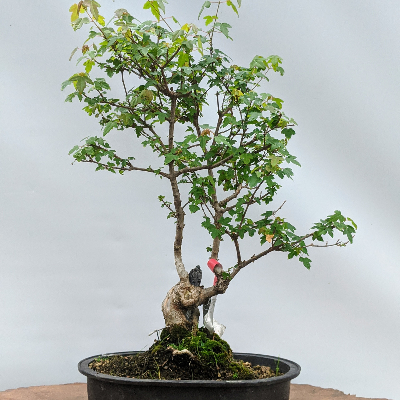 米山舞　everlasting plants Japanese Maple Bonsai Tree 25JM49 – Bella Bonsai Nursery