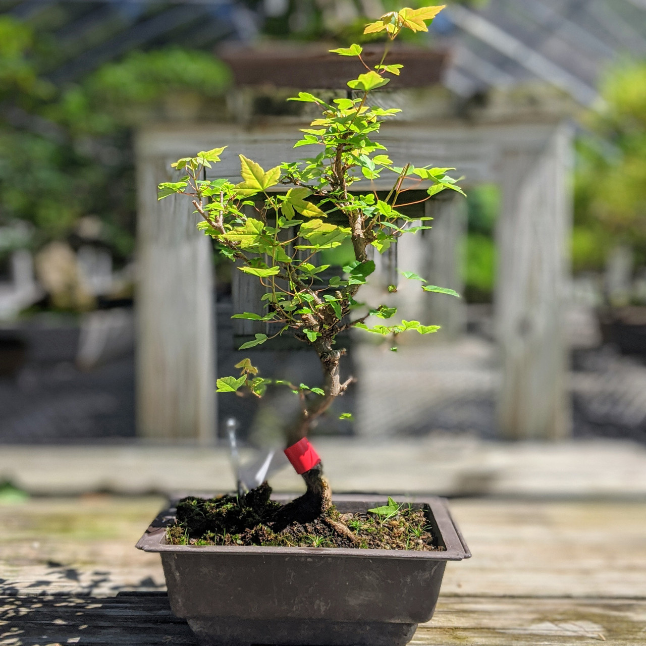 Trident Maple Bonsai Tree | Bonsai Outlet | WEB4190