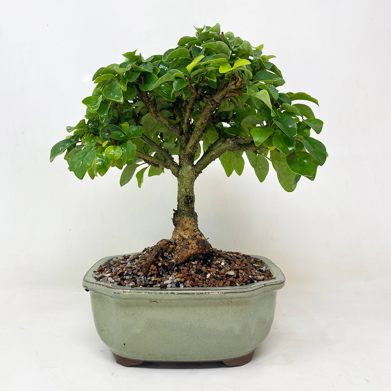 Parrot's Beak Bonsai Tree | Bonsai Outlet | TWEB837