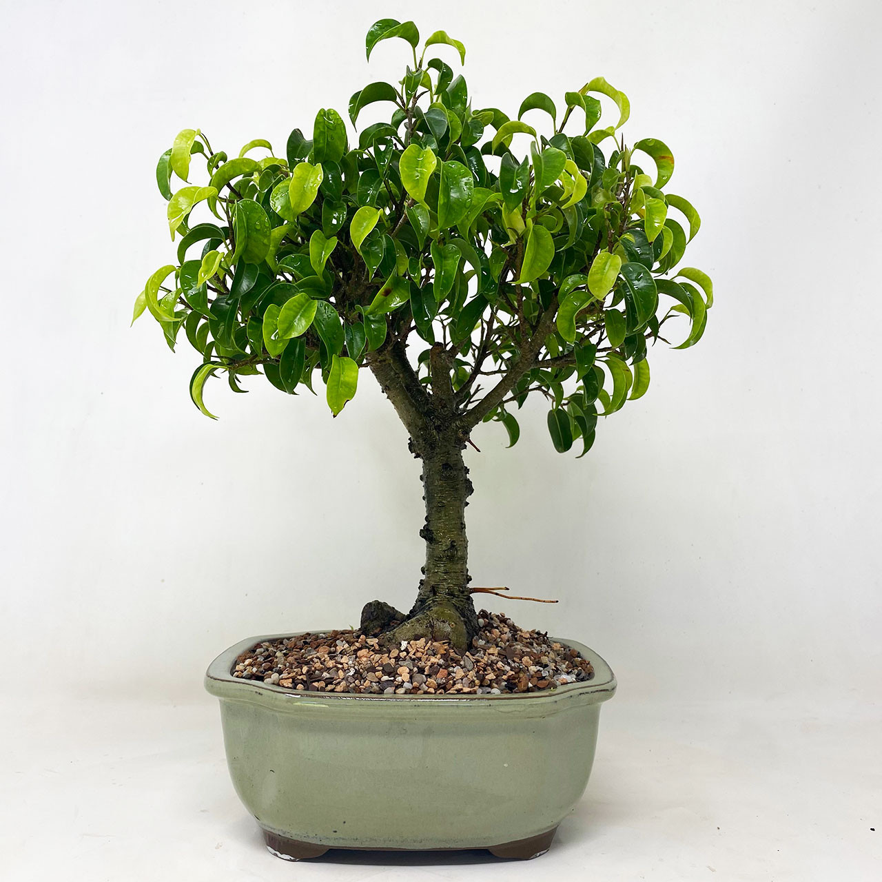 Too Little Ficus Bonsai Tree Bonsai Outlet Tweb840