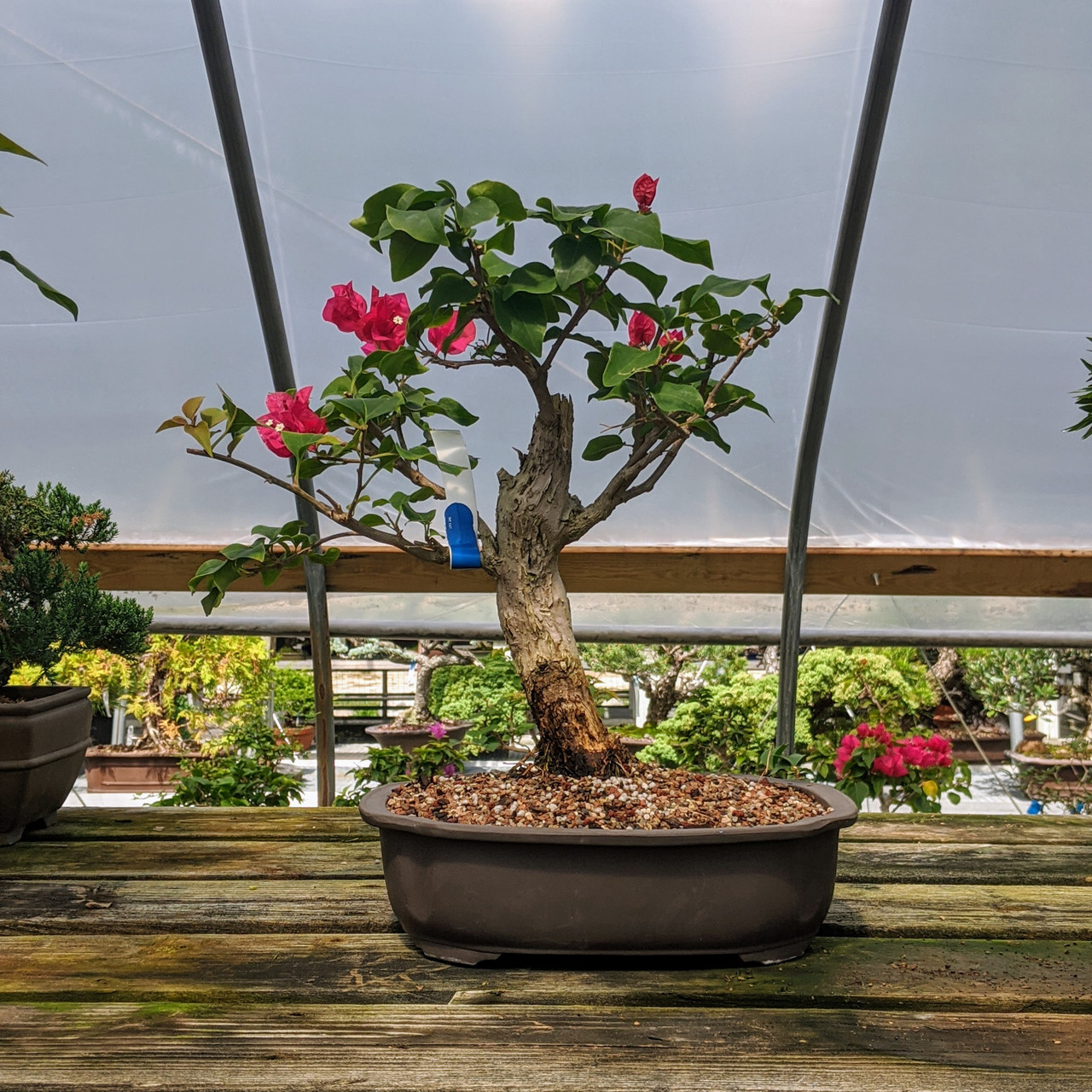 Flowering Bougainvillea Bonsai Tree | Bonsai Outlet | WEB3301