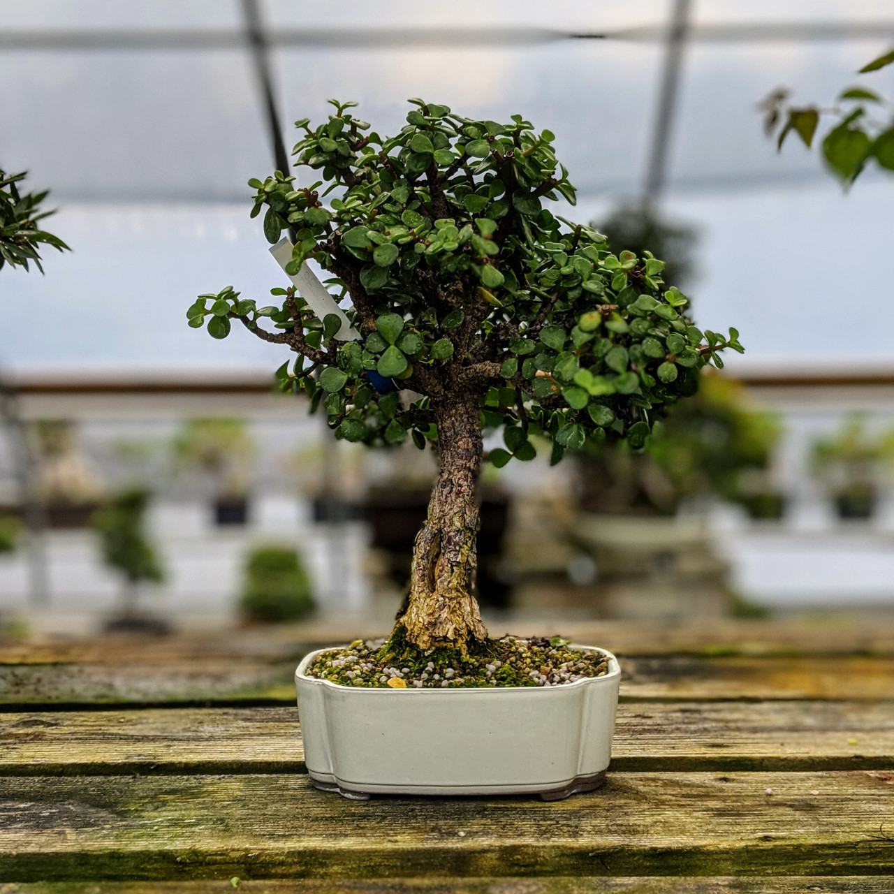 Jade Bonsai Tree | Bonsai Outlet | WEB1309