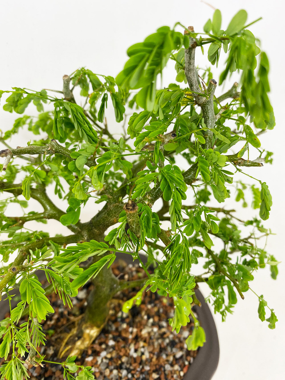 盆栽 brazil Brazilian Rain Tree – One of a Kind Pre-Bonsai – Wigert's Bonsai