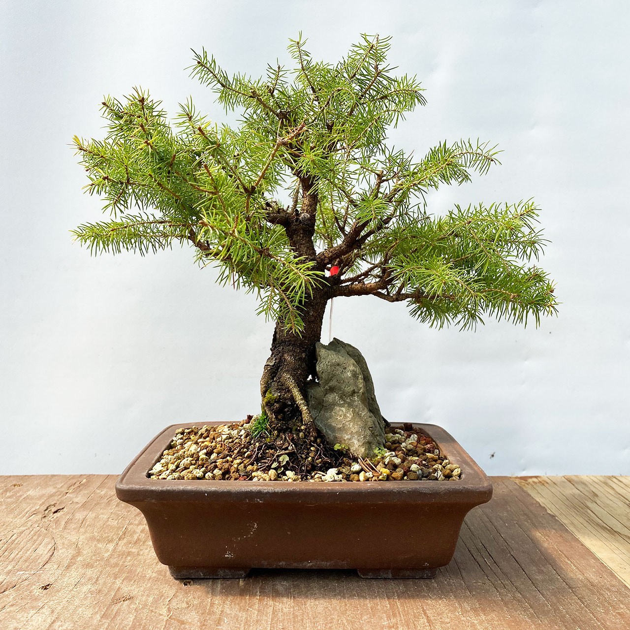 Dwarf Alberta Spruce | WEB4133 | Bonsai Outlet