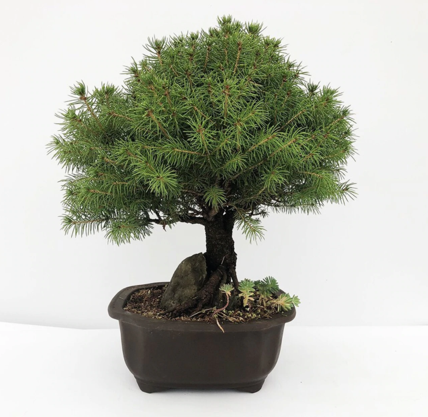 Dwarf Alberta Spruce | WEB4133 | Bonsai Outlet