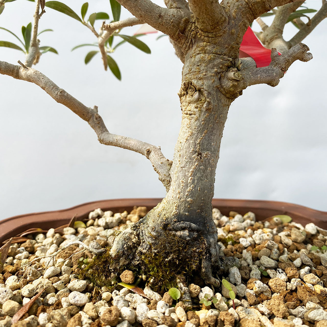 オリーブ盆栽Olive Bonsai Dwarf Old Olive Bonsai Tree I Bonsai Outlet | WEB4137