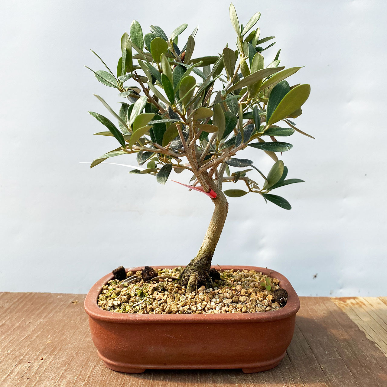 オリーブ盆栽　Olive Bonsai Dwarf Old Olive Bonsai Tree I Bonsai Outlet | WEB4335