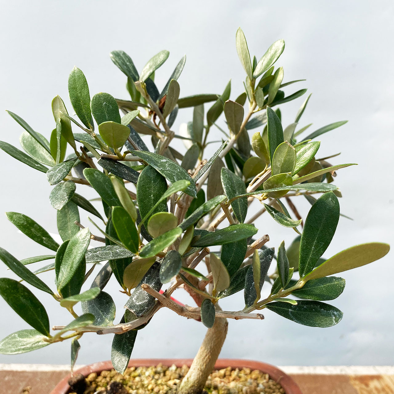 オリーブ盆栽Olive Bonsai 送料無料！【盆栽 オリーブ 万古焼白深鉢 かわいい盆栽 オリーヴ