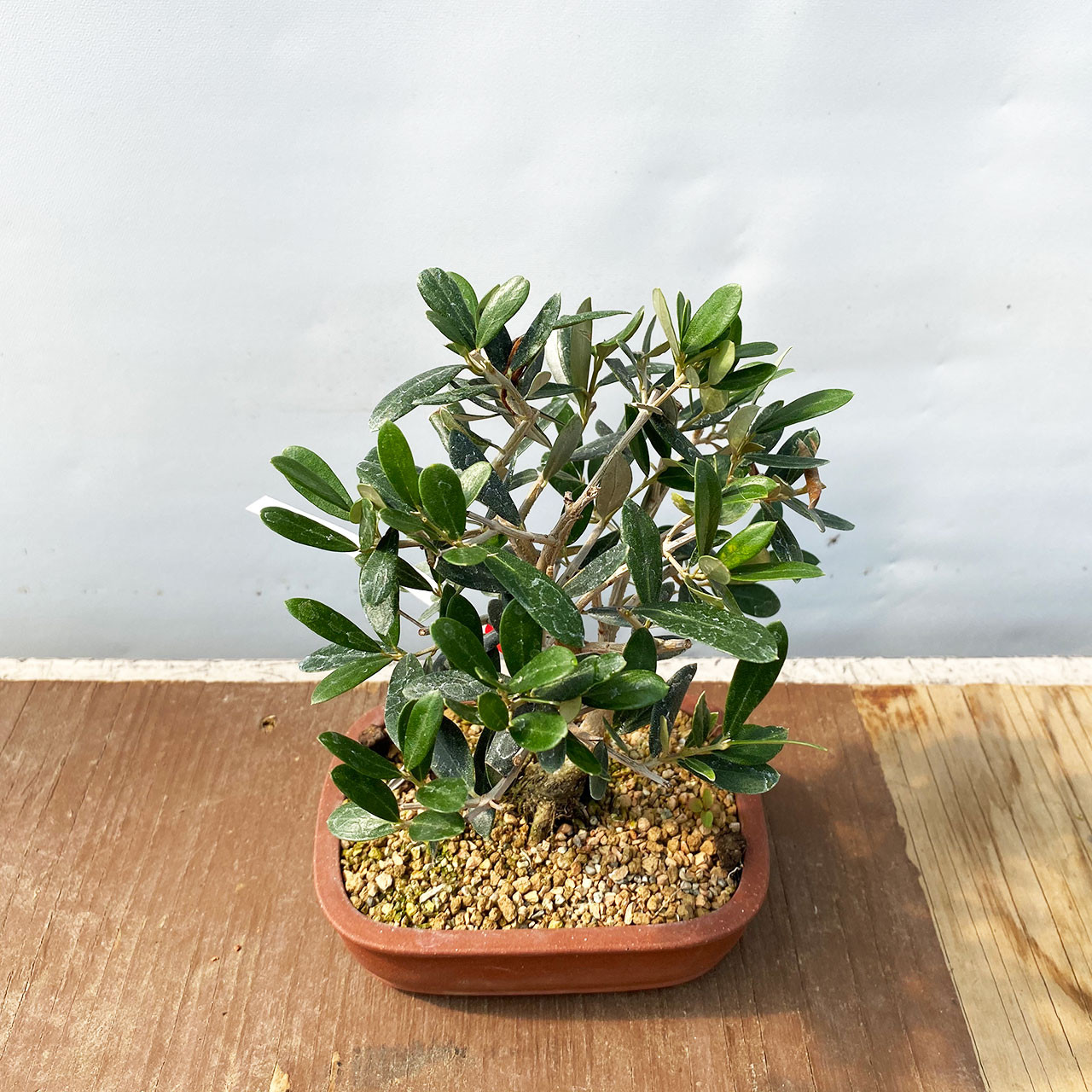 オリーブ盆栽Olive Bonsai 送料無料！【盆栽 オリーブ 万古焼白深鉢 かわいい盆栽 オリーヴ