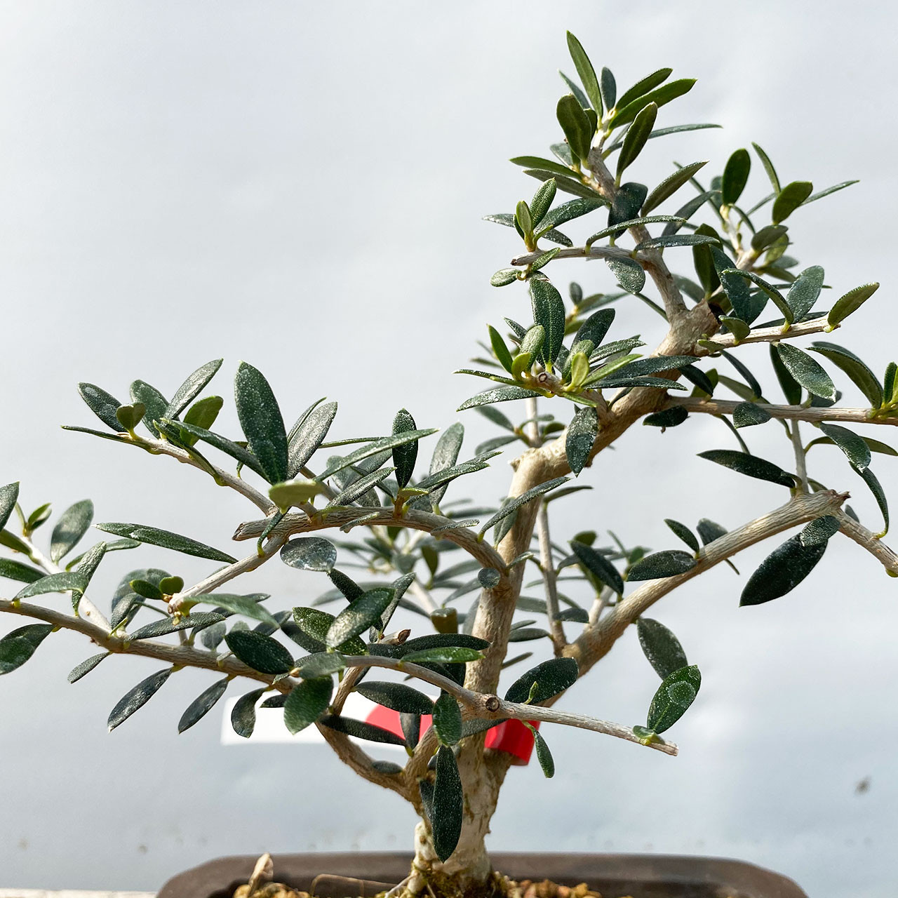 オリーブ盆栽Olive Bonsai Dwarf Old Olive Bonsai Tree I Bonsai Outlet | WEB4137