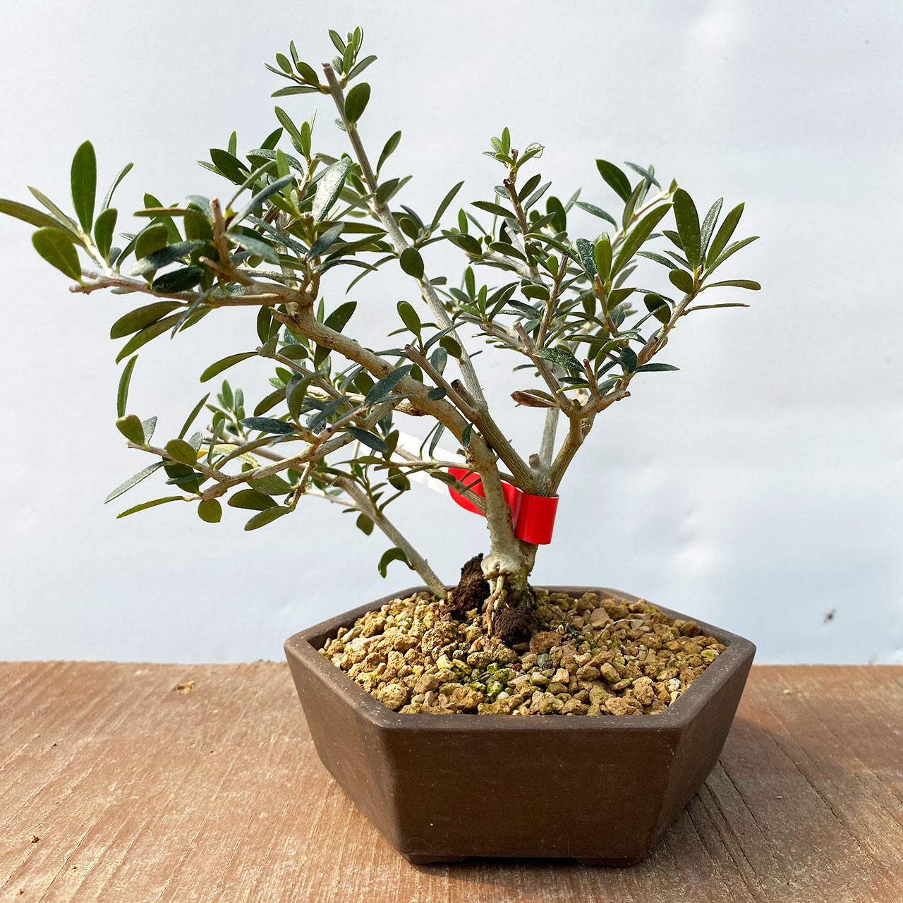 Dwarf Old Olive Bonsai Tree I Bonsai Outlet | WEB4138
