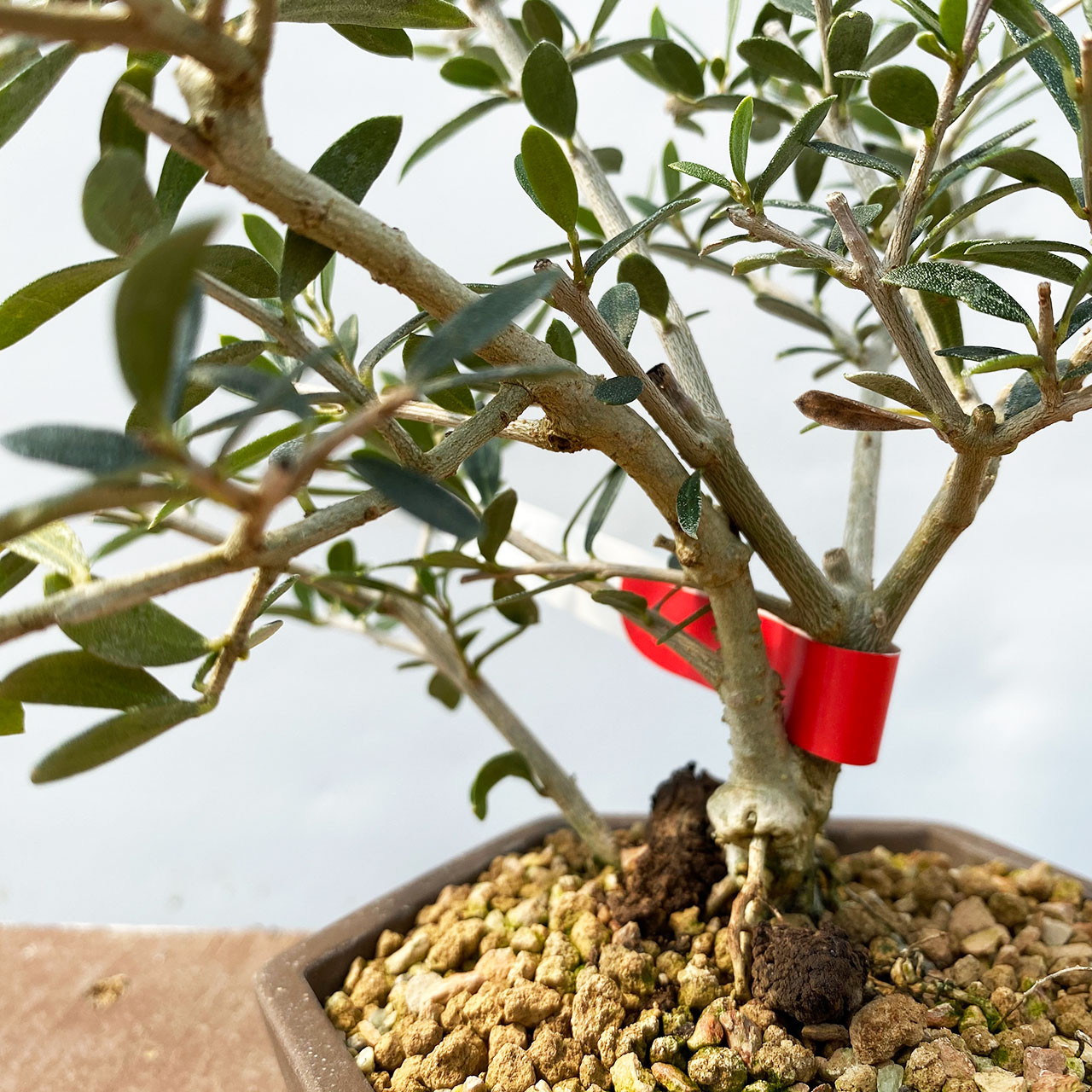 Dwarf Old Olive Bonsai Tree I Bonsai Outlet | WEB4138