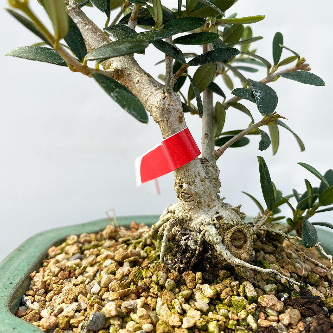 オリーブ盆栽Olive Bonsai Dwarf Old Olive Bonsai Tree I Bonsai Outlet | WEB4138
