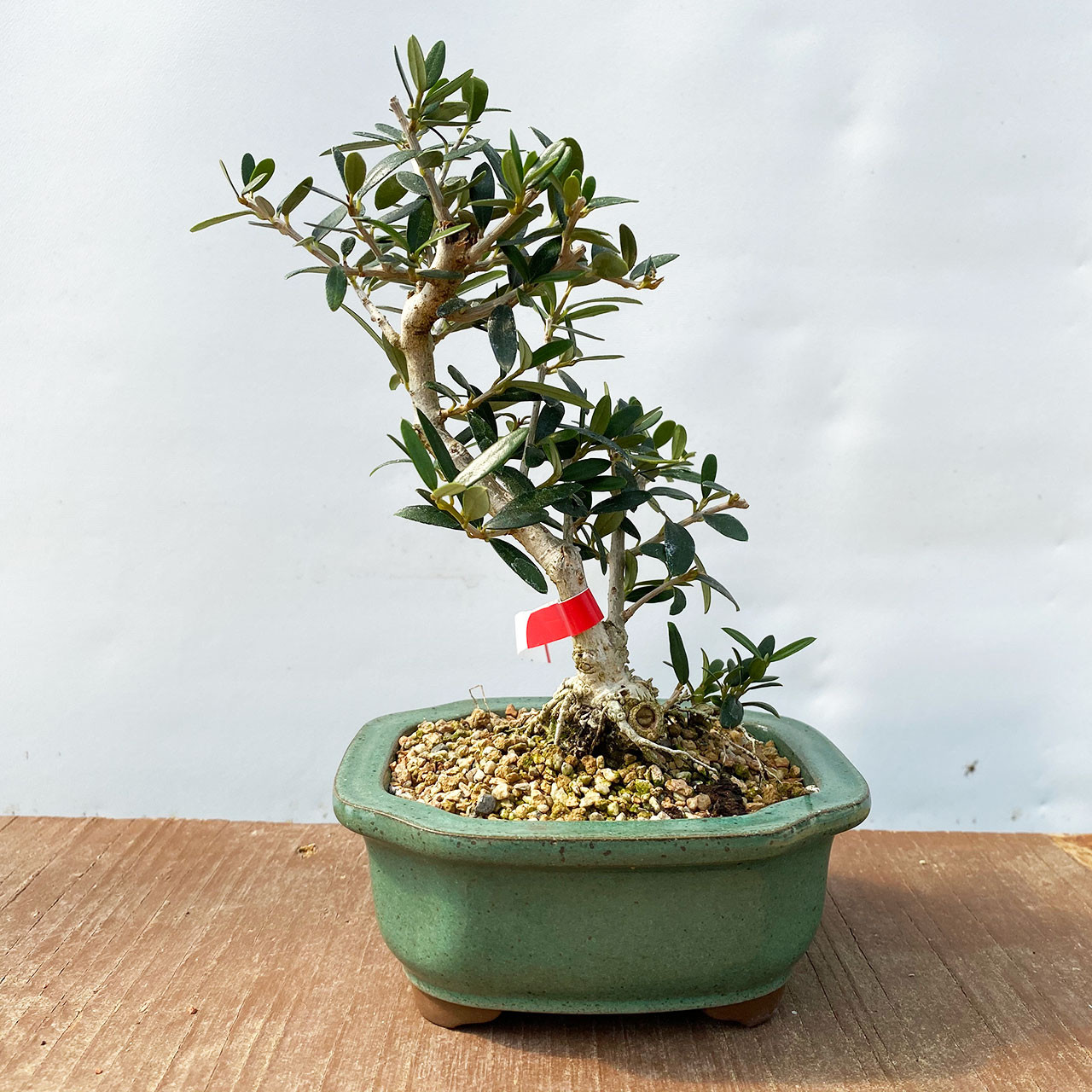 オリーブ盆栽 Olive Bonsai Dwarf Old Olive Bonsai Tree I Bonsai Outlet | WEB4137