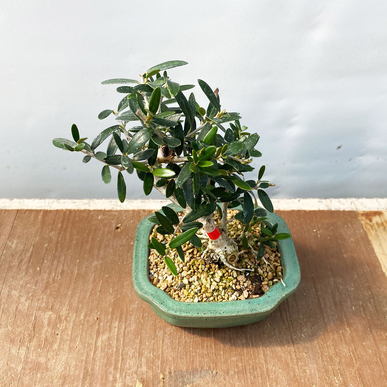 Dwarf Old Olive Bonsai Tree I Bonsai Outlet | WEB4137