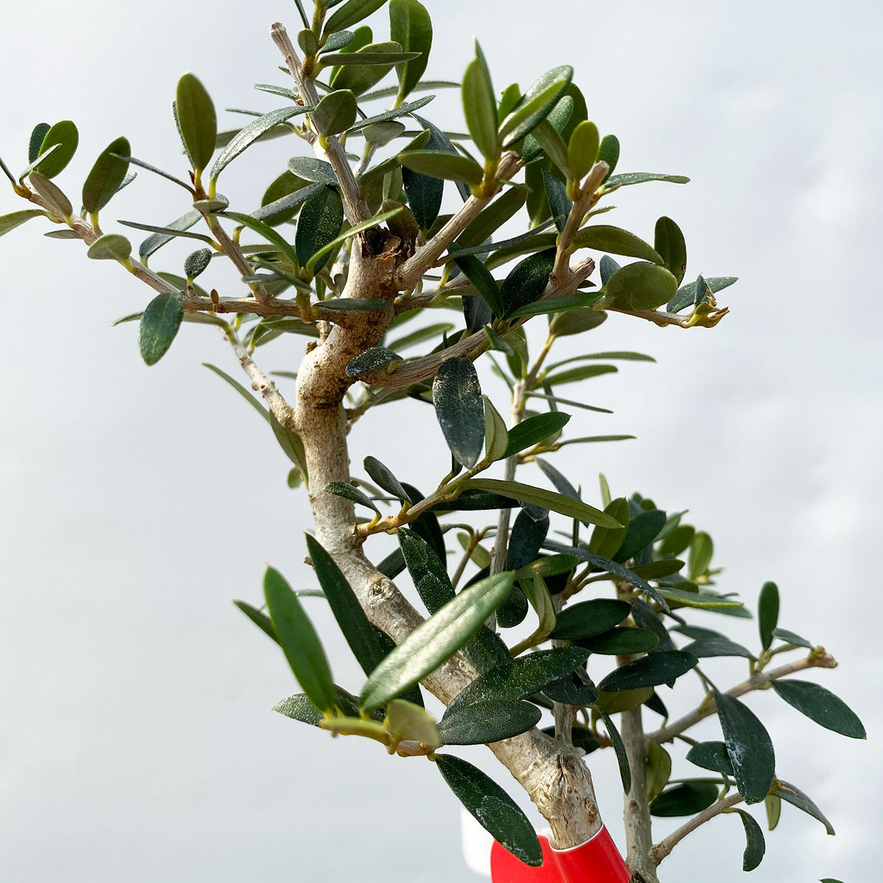 Dwarf Old Olive Bonsai Tree I Bonsai Outlet | WEB4137