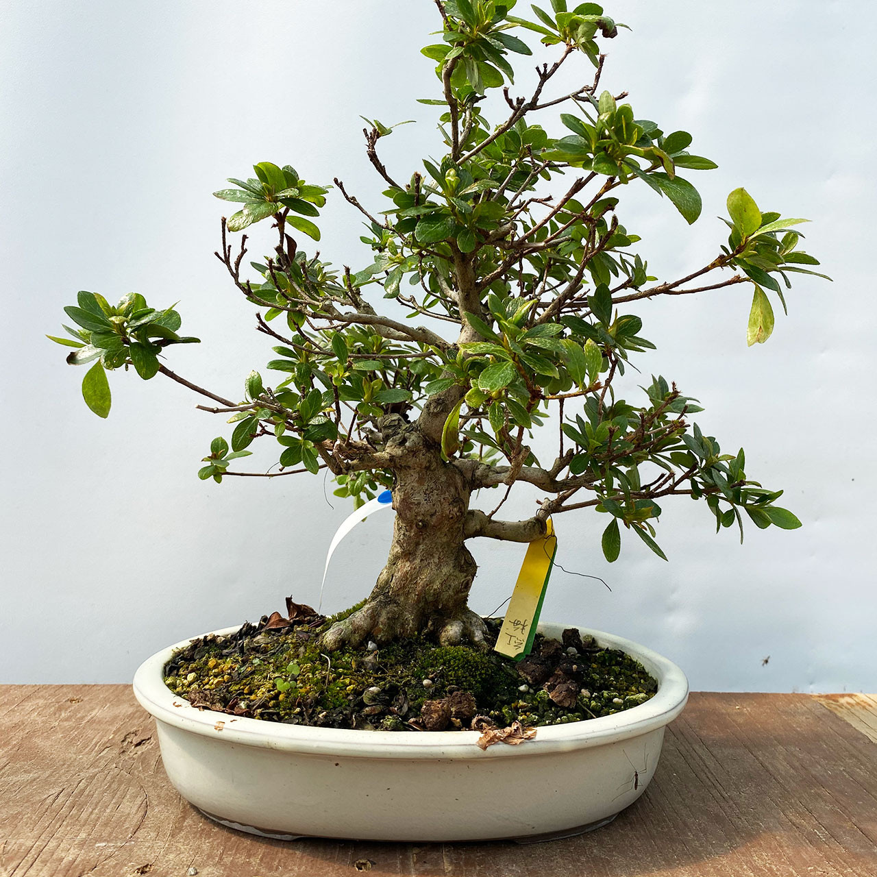 Imported Satsuki Azalea Bonsai Tree | Bonsai Outlet | WEB4120