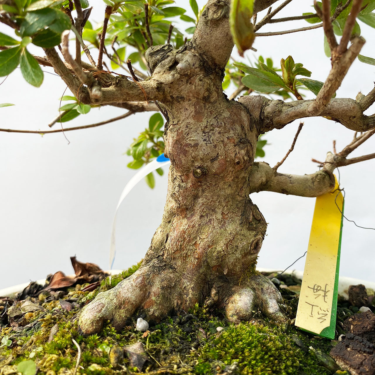 Imported Satsuki Azalea Bonsai Tree | Bonsai Outlet | WEB4120