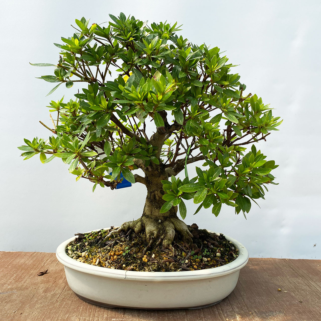 Imported Satsuki Azalea Bonsai Tree | Bonsai Outlet | WEB4116