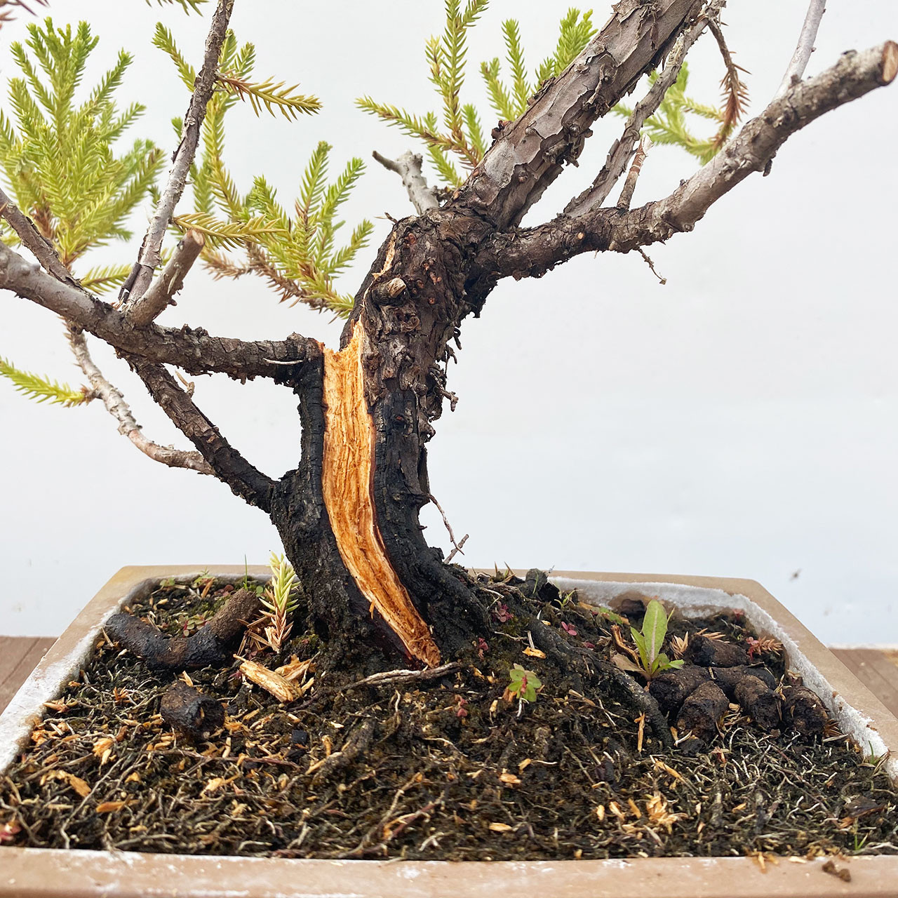 San Jose Juniper I Bonsai Outlet | WEB4371