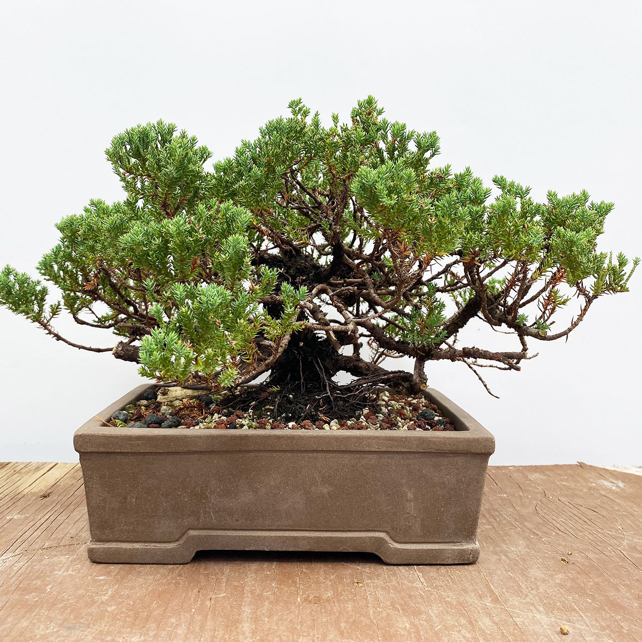 Juniper Procumbens Nana Pre Bonsai Tree Bonsai Outlet Web4414