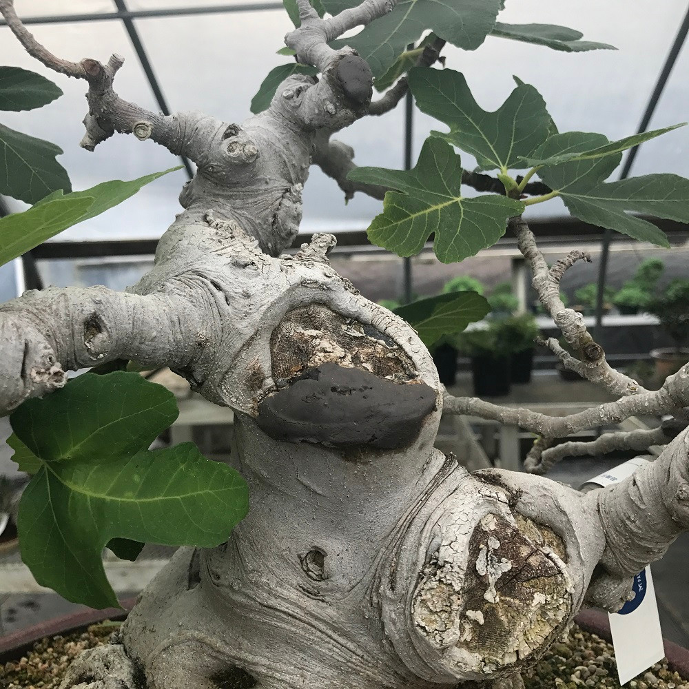 Bonsai Tree Cut Paste or Sealant for Pines and Azalea Green Cap