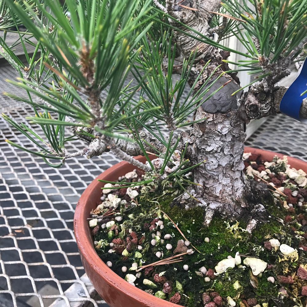 Bonsai Cut Paste (Conifer)