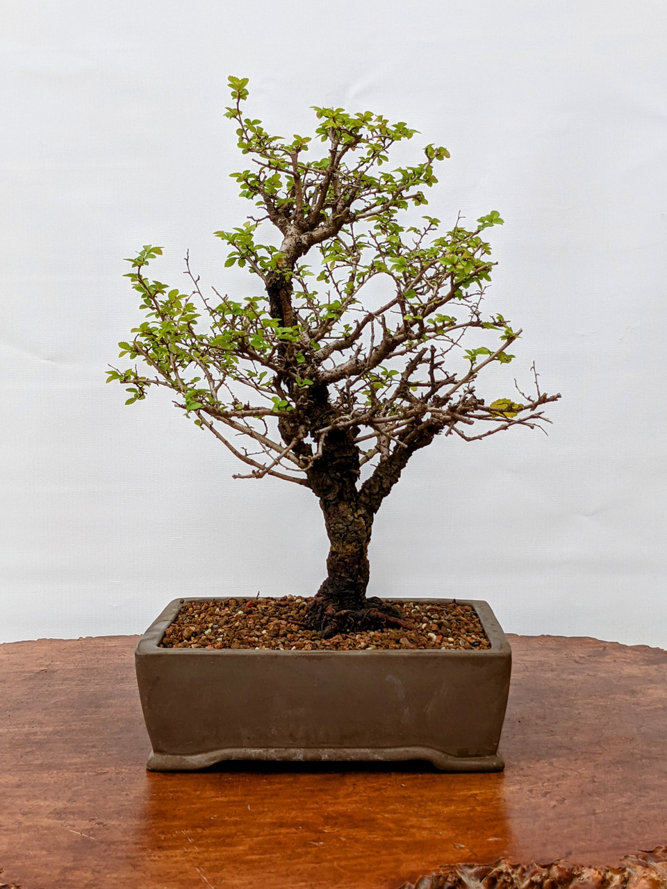 Chinese Elm Bonsai Tree (5988) at BonsaiOutlet.com