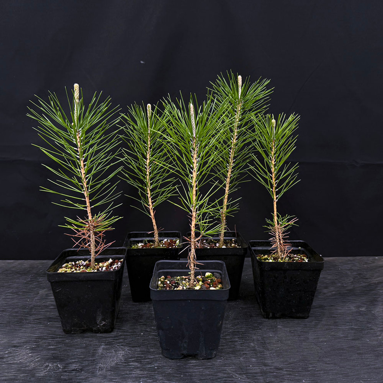 【新品 未開封】駒形克己 ONE STROKE Little tree 新品 未開封】駒形克己 ONE STROKE Little tree Little tree