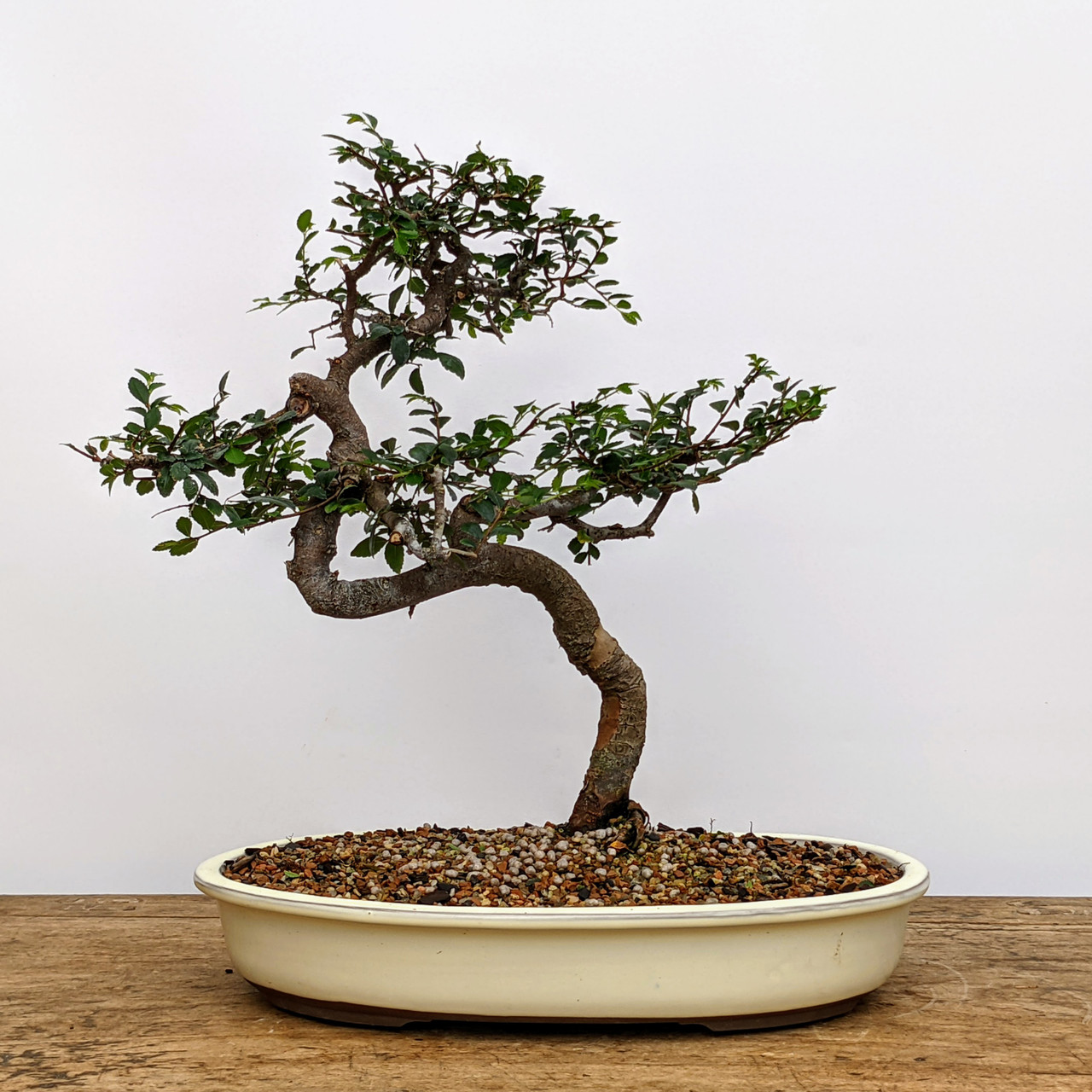 盆栽 jolly Chinese Elm Bonsai Tree (6508) at BonsaiOutlet.com