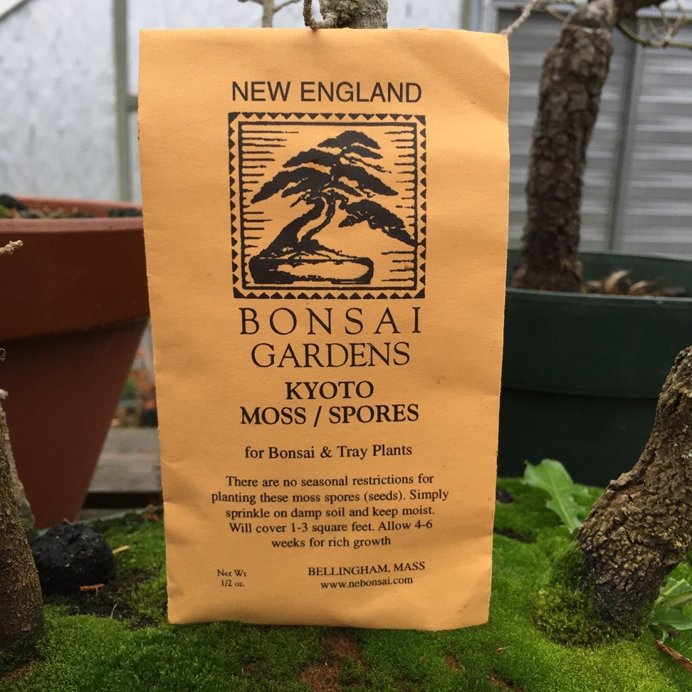 bonsai für katzen giftig Ficus 'Ginseng' Bonsai Ø:24 H:70 cm - Pflegeleichter Bonsai