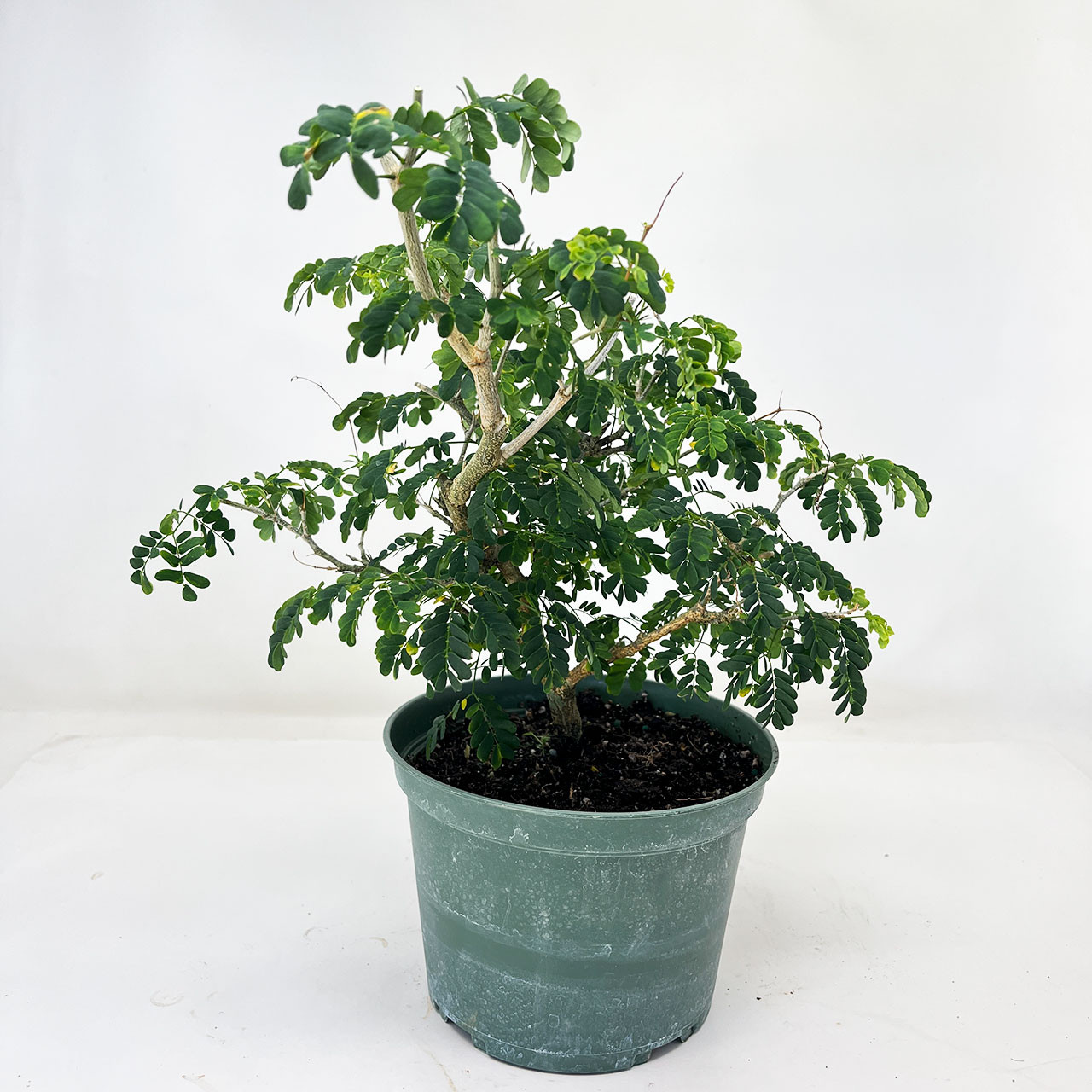 Tropical Duo Bonsai Trees | Bonsai Outlet | No. 2pack-1