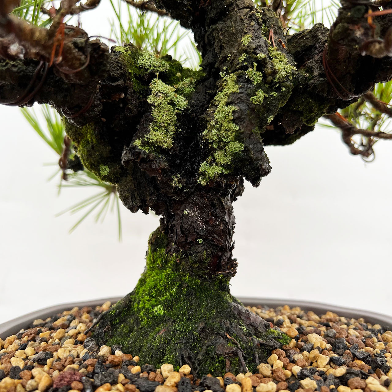 Japanese Black Pine Bonsai (405) at BonsaiOutlet.com