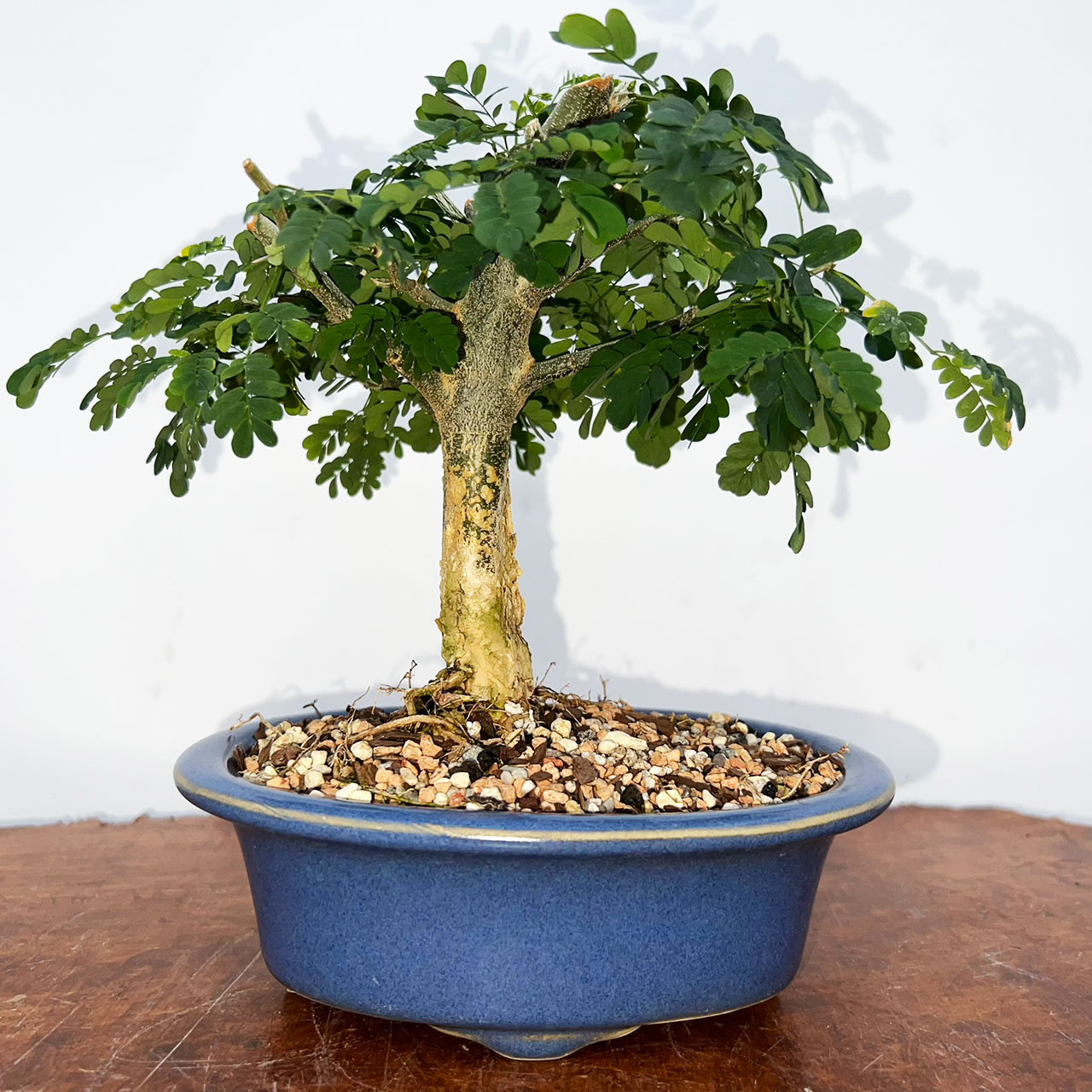 盆栽 brazil Brazilian Rain Tree Bonsai Tree | Bonsai Outlet | N0. 9054