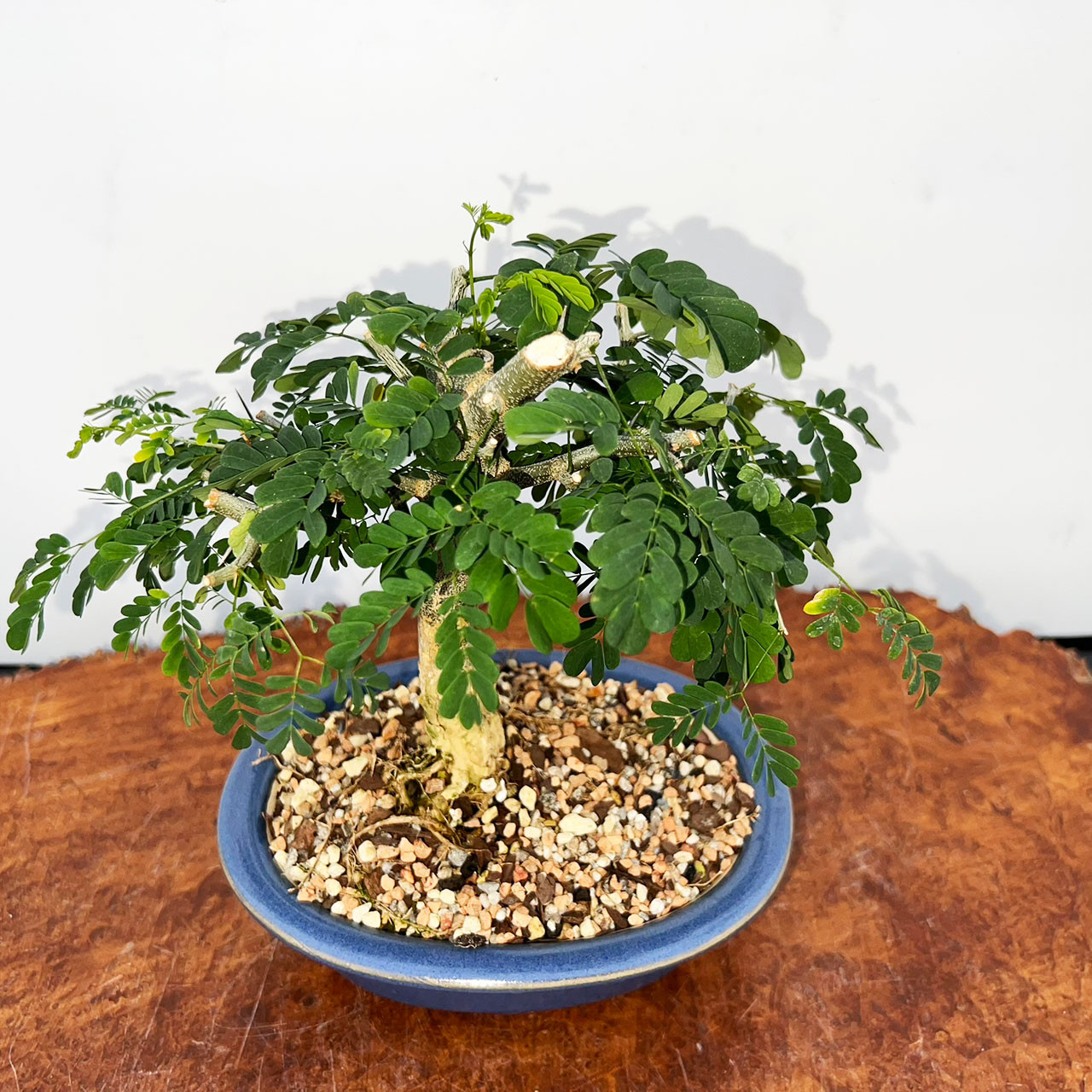 盆栽 brazil Brazilian Rain Tree – *Wigert's Specimen Tree* – Wigert's Bonsai