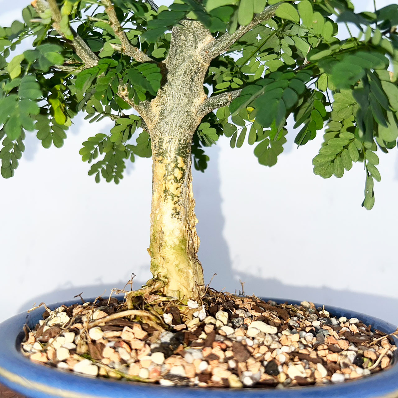 Brazilian Rain Tree Bonsai Tree | Bonsai Outlet | N0. 9054