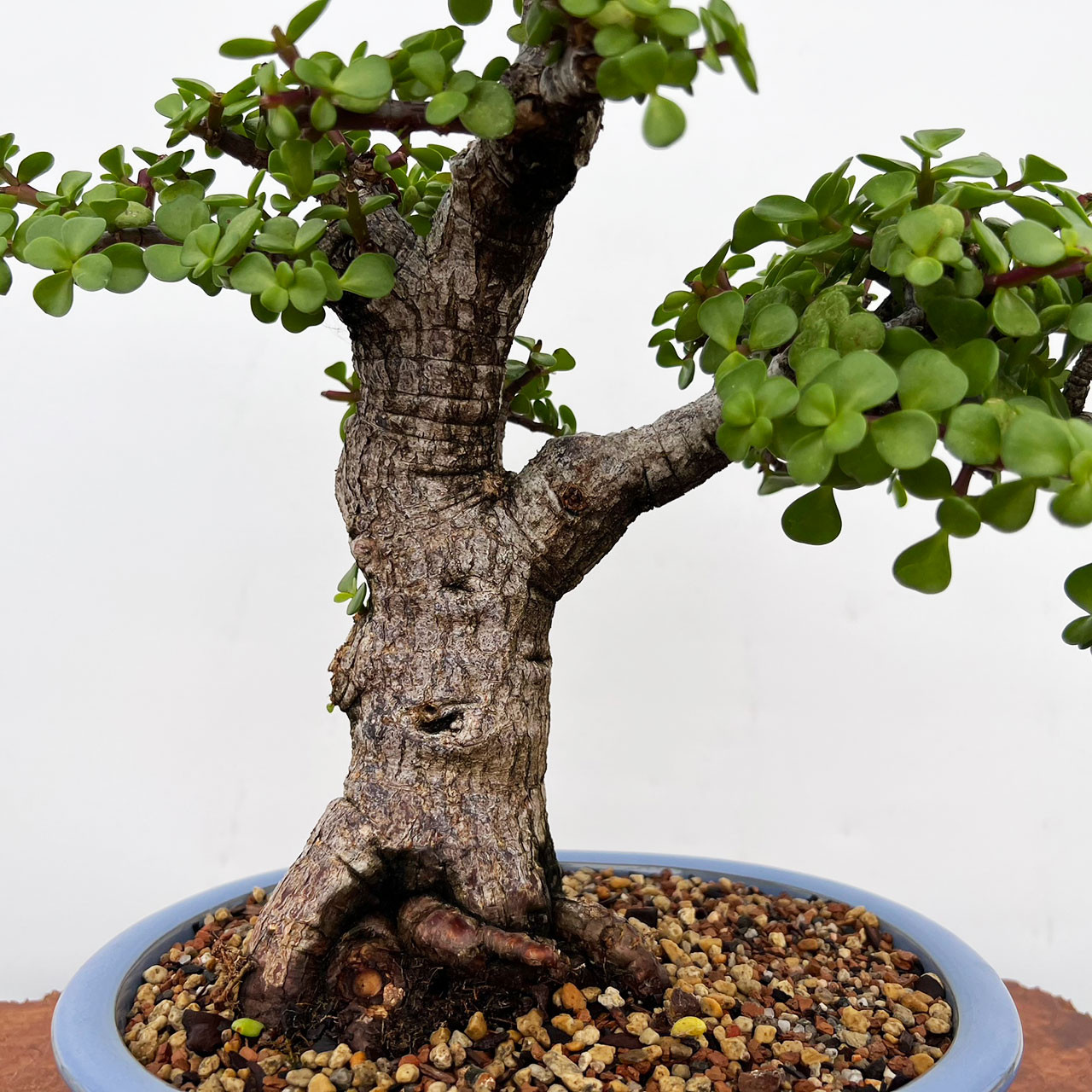 Mini Jade, Portulacara Afra, Bonsai Tree Bonsai Outlet N0. 9110