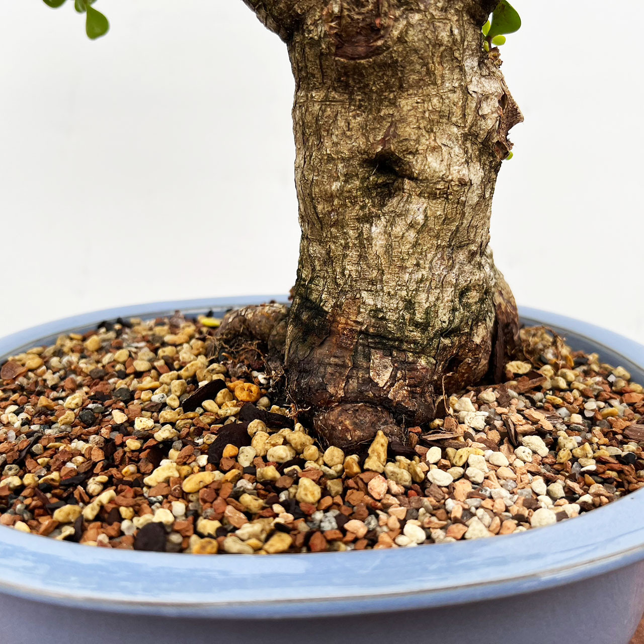 Mini Jade, Portulacara Afra, Bonsai Tree | Bonsai Outlet | N0. 9110